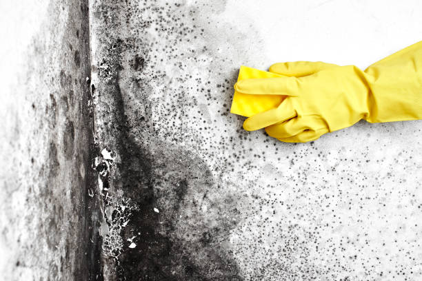 Best Mold Remediation  in Willimantic, CT