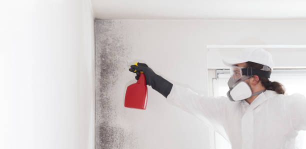 Best Mold Cleaning Services  in Willimantic, CT